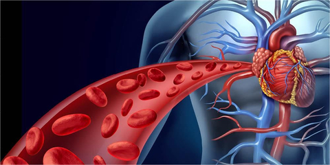 Detail Gambar Jantung Beserta Organ Organnya Nomer 47