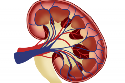 Detail Gambar Jantung Beserta Organ Organnya Nomer 48