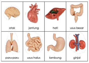 Detail Gambar Jantung Gambar Jantung Bahasa Indonesia Nomer 15