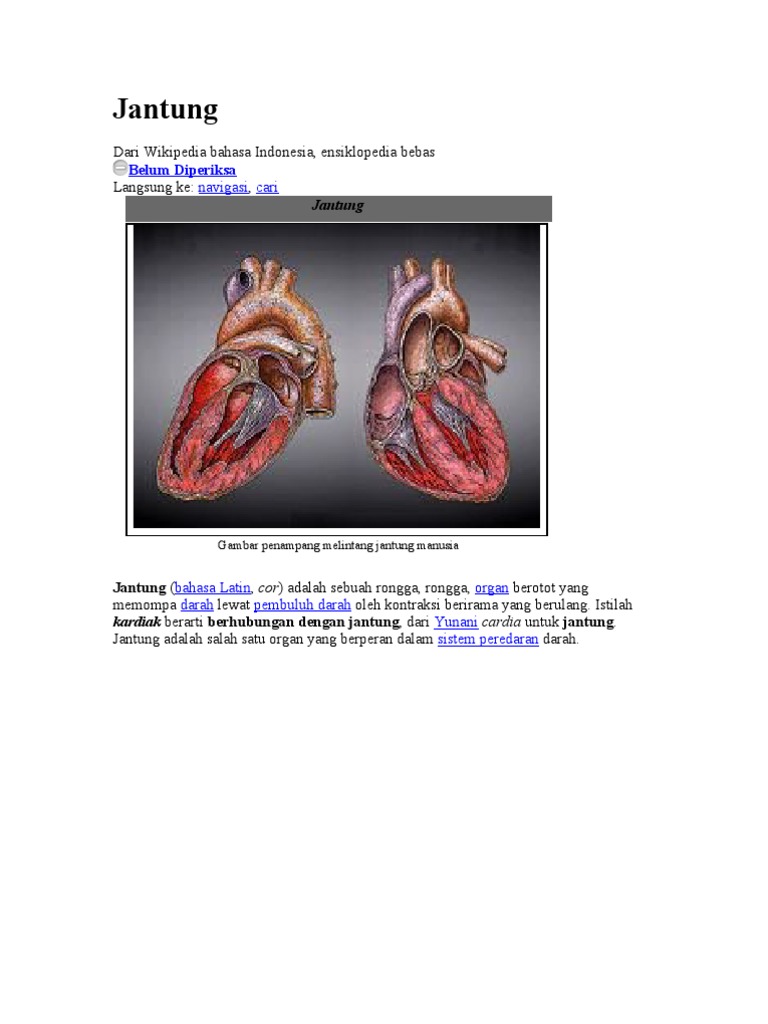 Detail Gambar Jantung Gambar Jantung Bahasa Indonesia Nomer 39