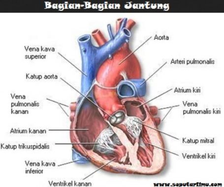 Detail Gambar Jantung Gambar Jantung Bahasa Indonesia Nomer 8