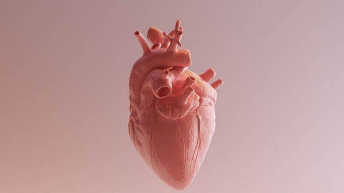 Detail Gambar Jantung Manusia Nomer 35