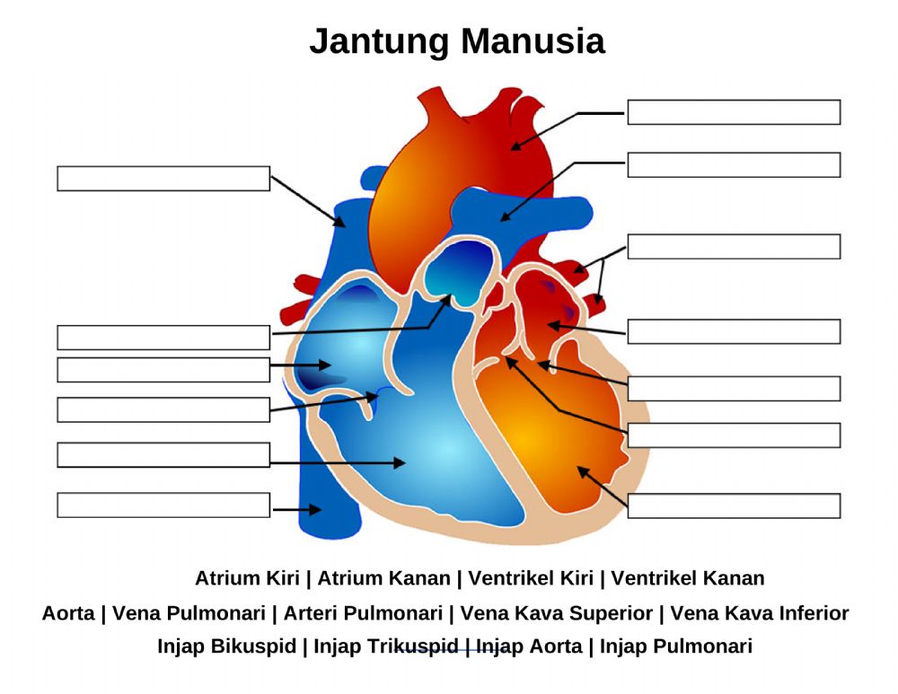 Detail Gambar Jantung Manusia Nomer 37