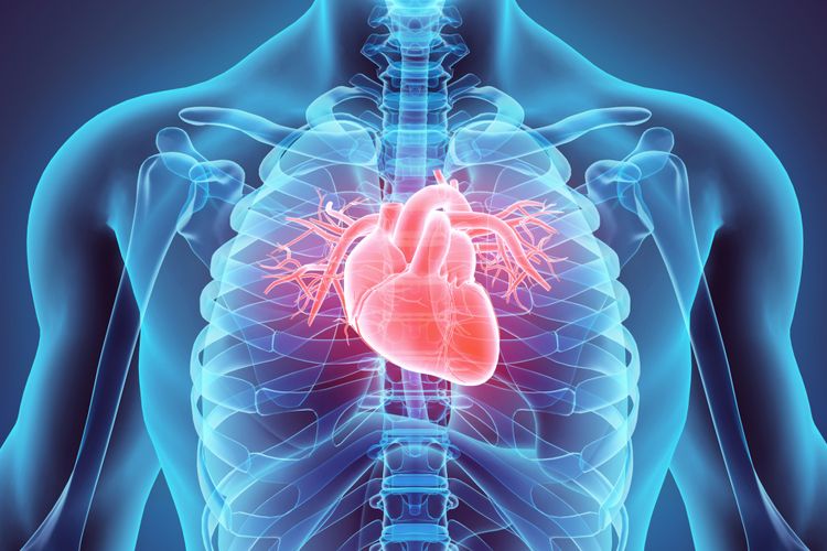 Detail Gambar Jantung Manusia Nomer 4