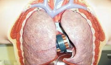 Detail Gambar Jantung Manusia Asli Nomer 21