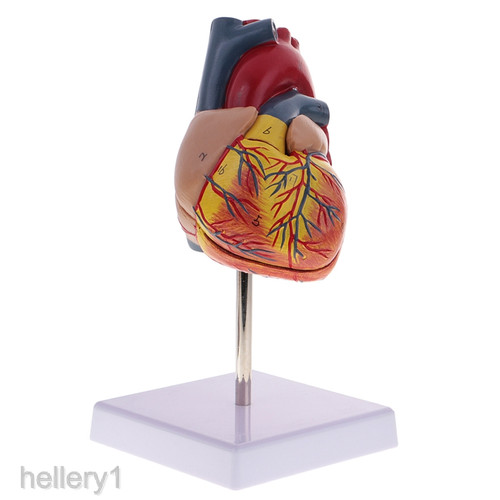 Detail Gambar Jantung Manusia Asli Nomer 37
