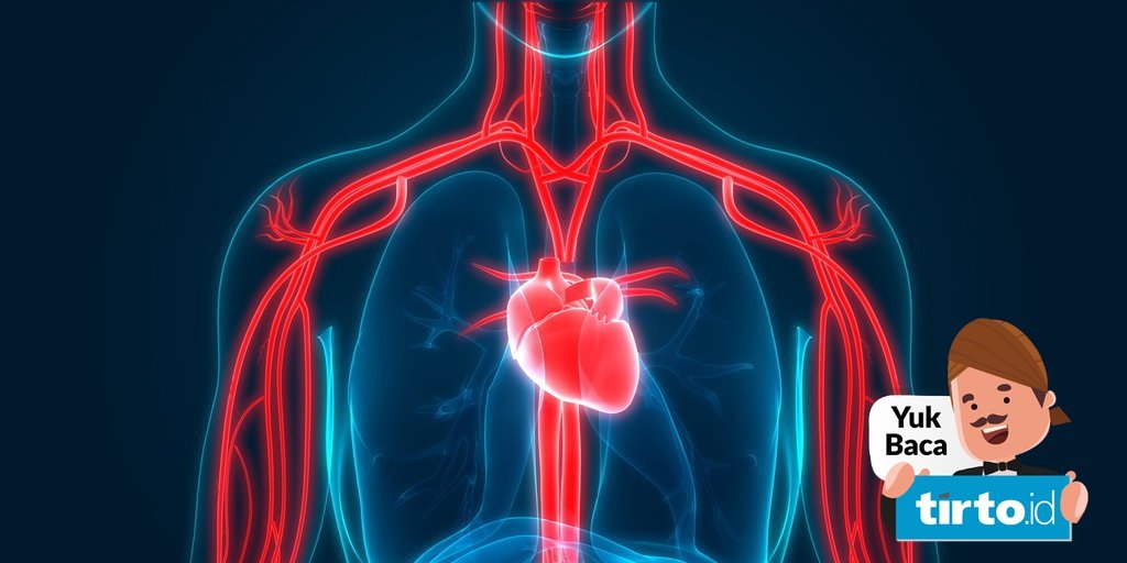 Detail Gambar Jantung Manusia Dan Fungsi Atau Manfaat Nomer 21