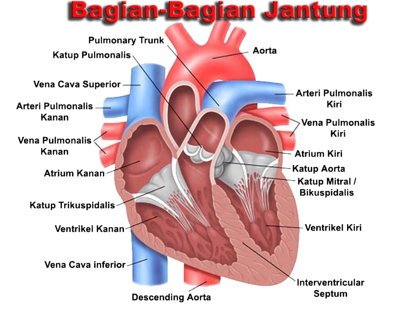 Detail Gambar Jantung Manusia Dan Fungsi Atau Manfaat Nomer 27