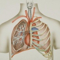 Detail Gambar Jantung Manusia Dan Fungsi Atau Manfaat Nomer 53