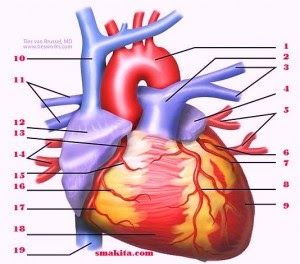 Detail Gambar Jantung Manusia Dan Fungsinya Nomer 17