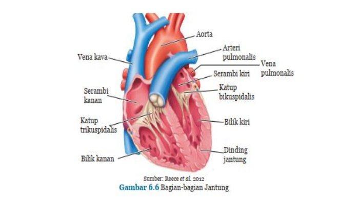 Detail Gambar Jantung Manusia Dan Fungsinya Nomer 23