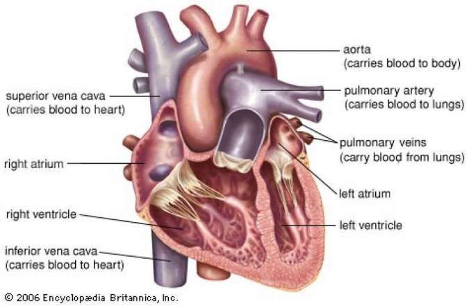 Detail Gambar Jantung Manusia Dan Fungsinya Nomer 3