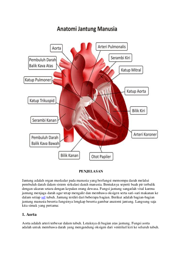 Detail Gambar Jantung Manusia Dan Fungsinya Nomer 36