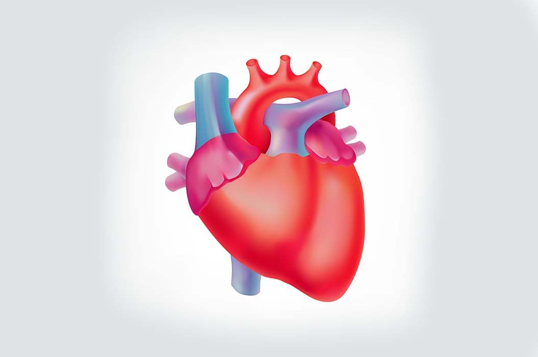 Detail Gambar Jantung Manusia Dan Fungsinya Nomer 45