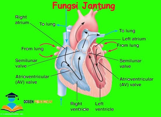 Detail Gambar Jantung Manusia Dan Fungsinya Nomer 6