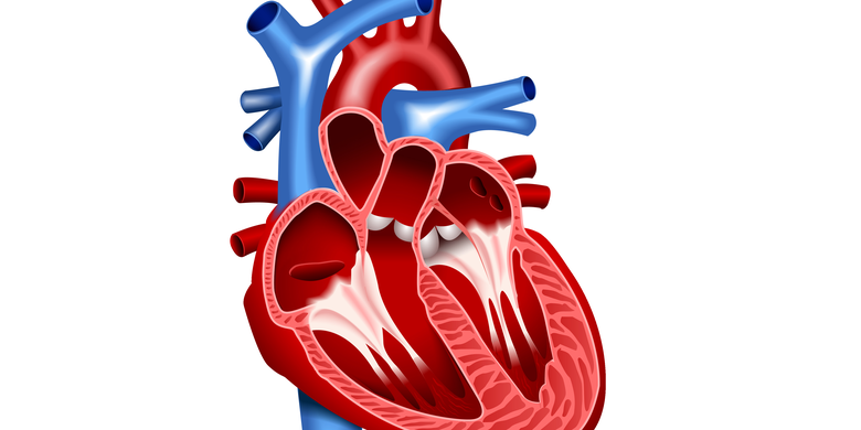 Detail Gambar Jantung Manusia Dan Fungsinya Nomer 8
