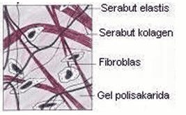 Detail Gambar Jaringan Ikat Dan Fungsinya Nomer 20