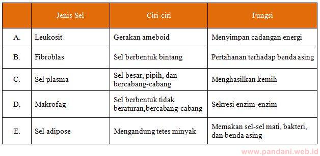 Detail Gambar Jaringan Ikat Dan Fungsinya Nomer 27