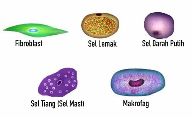 Detail Gambar Jaringan Ikat Dan Fungsinya Nomer 50