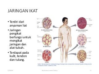 Detail Gambar Jaringan Manusia Nomer 17