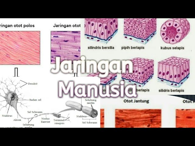 Detail Gambar Jaringan Manusia Nomer 18