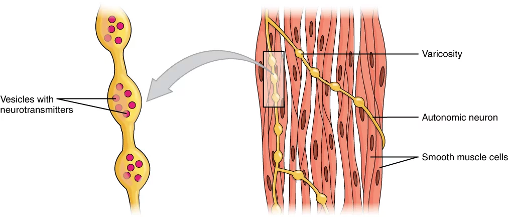 Detail Gambar Jaringan Manusia Nomer 7