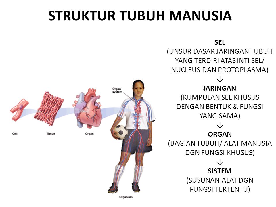 Detail Gambar Jaringan Tubuh Manusia Nomer 38