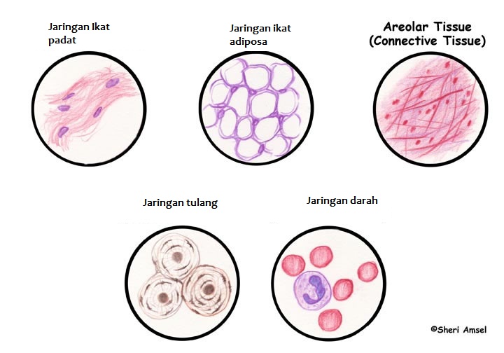 Detail Gambar Jaringan Tubuh Manusia Nomer 40