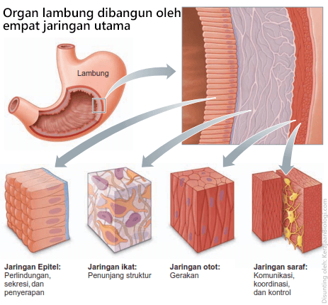 Detail Gambar Jaringan Tubuh Manusia Nomer 9