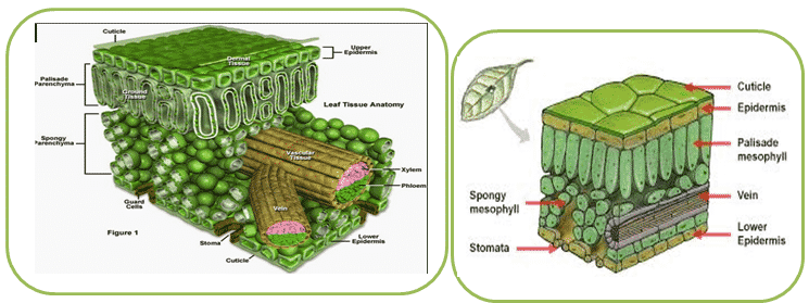 Detail Gambar Jaringan Tumbuhan Dan Fungsinya Nomer 18
