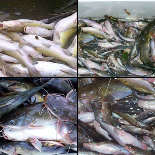 Detail Gambar Kambing Gambar Umpan Buatan Untuk Mancing Nomer 14