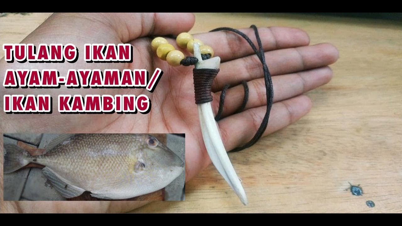 Detail Gambar Kambing Gambar Umpan Buatan Untuk Mancing Nomer 28