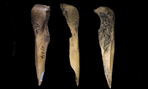 Detail Gambar Kapak Sumatra Gambar Tulang Sampung Nomer 8