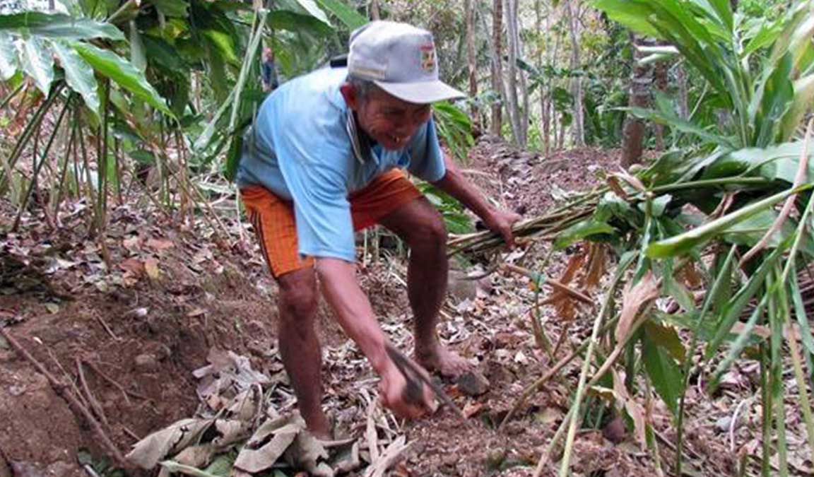 Detail Gambar Kapulaga Jawa Siap Digunakan Nomer 50