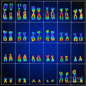 Detail Gambar Kariotipe Manusia Nomer 9