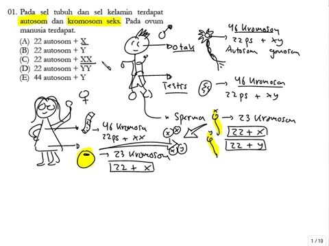 Detail Gambar Kariotipe Manusia Nomer 30