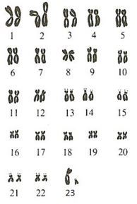 Detail Gambar Kariotipe Sel Sperma Nomer 4