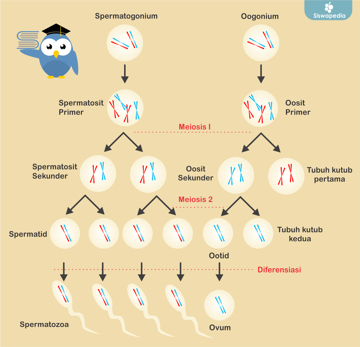 Detail Gambar Kariotipe Sel Sperma Nomer 20