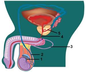 Detail Gambar Kb Vasektomi Png Nomer 9