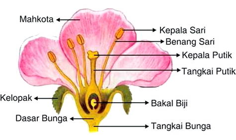 Detail Gambar Kelopak Bunga Untuk Diwarnai Nomer 40