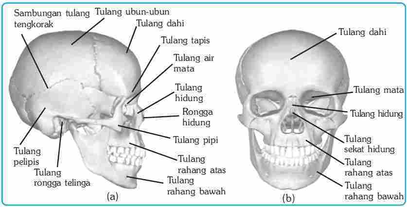 Detail Gambar Kepala Manusia Lengkap Nomer 24