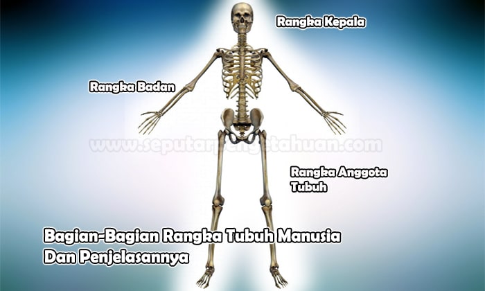 Detail Gambar Kepala Manusia Lengkap Nomer 30