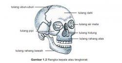 Detail Gambar Kepala Manusia Lengkap Nomer 32