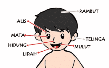 Detail Gambar Kepala Manusia Lengkap Nomer 43