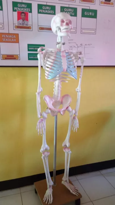 Detail Gambar Kerangka Manusia Koleksi Nomer 10