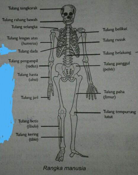 Detail Gambar Kerangka Manusia Nomer 15