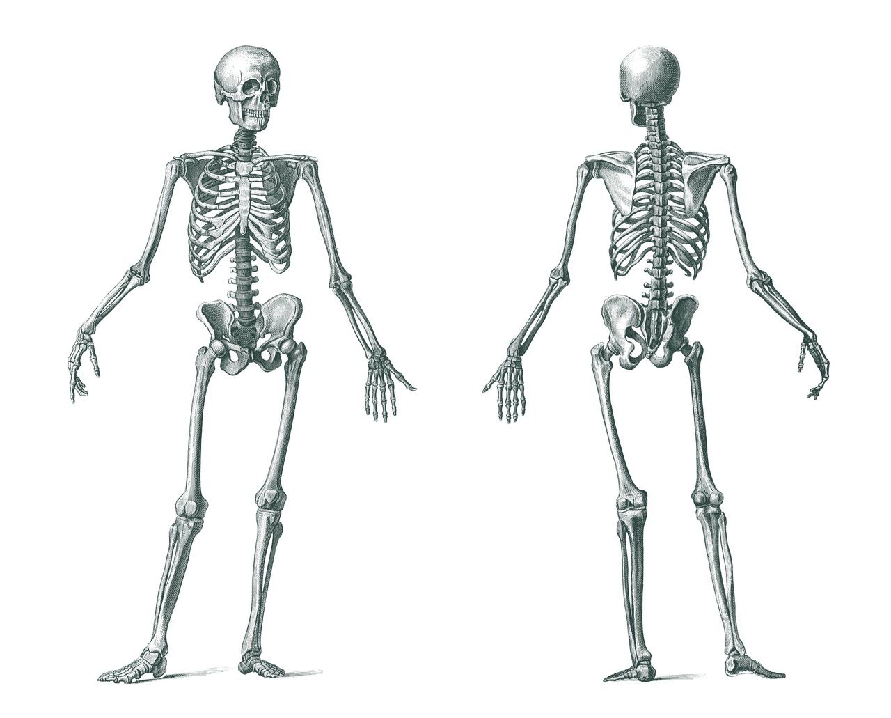 Detail Gambar Kerangka Manusia Nomer 26