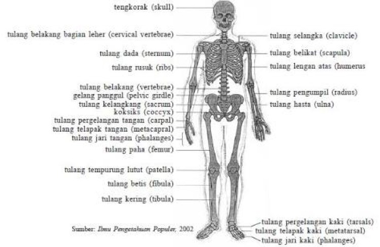 Detail Gambar Kerangka Manusia Beserta Keterangannya Nomer 16