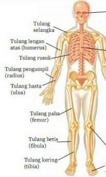 Detail Gambar Kerangka Manusia Beserta Keterangannya Nomer 21