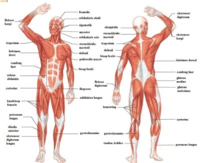 Detail Gambar Kerangka Manusia Beserta Keterangannya Nomer 23